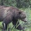 wildgrizzlybear